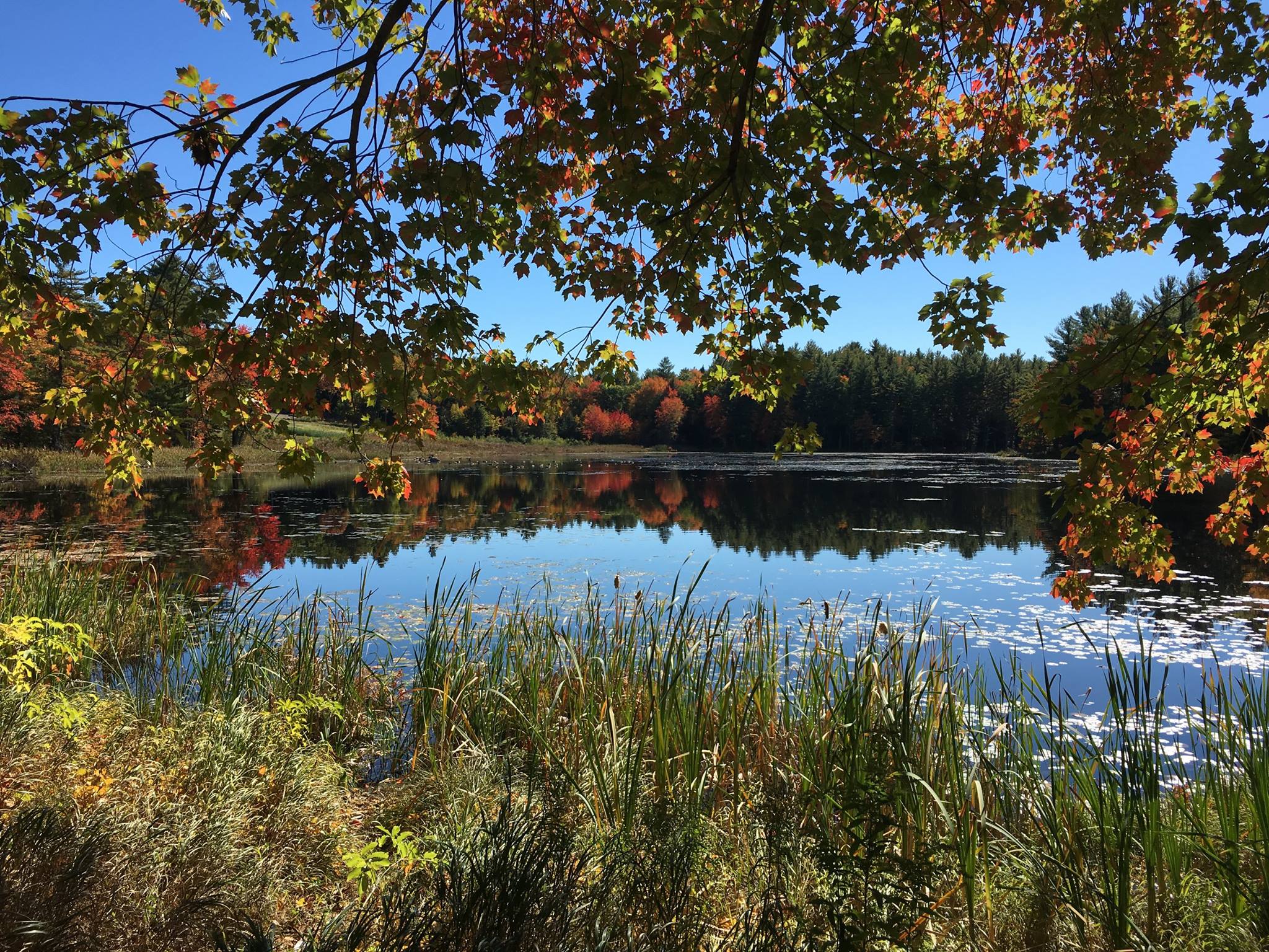 Pond, surrounded by marshy grasses.  In the background, trees in fall bloom, showing orange and red leaves.